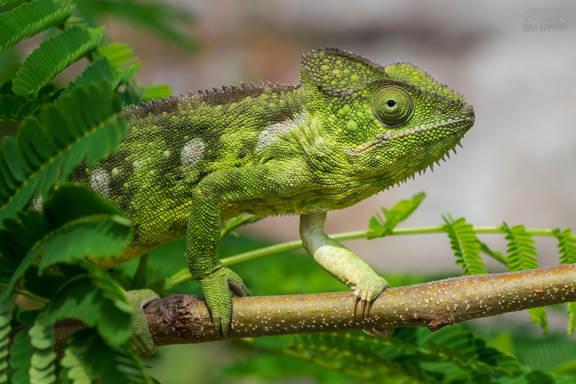 Isalo - Oustalets kameleon We kwamen ook een prachtige groene en grote Oustalets kameleon of reuzenkameleon (Furcifer oustaleti) tegen. Kameleons zijn fantastische dieren. Elk oog kan afzonderlijk bewegen en ze hebben daardoor een gezichtsveld van 360 graden. Vele kameleons kunnen ook de kleur van hun huid veranderen. Kleurverandering bij kameleons gebeurt bij communicatie, als reactie op temperatuurwijzigingen en ook als camouflage. Stefan Cruysberghs